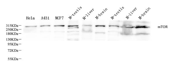 MTOR Polyclonal Antibody – Figure 1 of 2