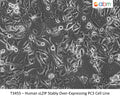 Human sLZIP Stably Over-Expressing PC3 Cell Line | Applied Biological Materials (abm)