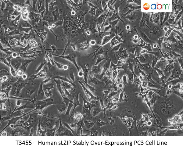 Human sLZIP Stably Over-Expressing PC3 Cell Line | Applied Biological Materials (abm)
