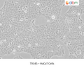 HaCaT Cells | Applied Biological Materials (abm)