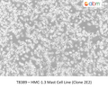 HMC-1.3 Mast Cell Line (Clone 2E2) ; <span style="color: #ef6331;">Not capable of histamine release (degranulation)</span> | Applied Biological Materials (abm)