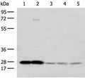 OVOL2 Polyclonal Antibody – Figure 1 of 3