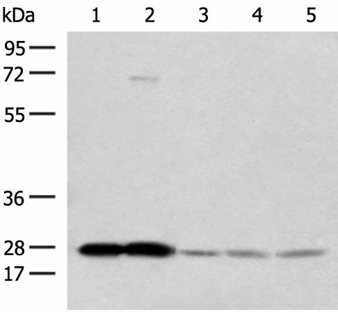 OVOL2 Polyclonal Antibody – Figure 1 of 3