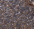 NTMT1 Polyclonal Antibody – Figure 1 of 2
