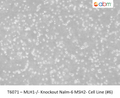 MLH1<sup>-/-</sup> Knockout Nalm-6 MSH2- Cell Line (#6) | Applied Biological Materials (abm)
