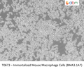 Immortalized Mouse Macrophage Cells (BMA3.1A7) – Figure 1 of 1