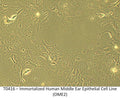 Immortalized Human Middle Ear Epithelial Cell Line (OME2) | Applied Biological Materials (abm)