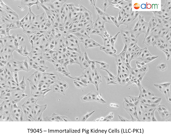Immortalized Pig Kidney Cells (LLC-PK1) | Applied Biological Materials (abm)