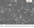 IFNGR1 CRISPR Knockout MCA-205-OVA-GFP Cell Line - Q219 | Applied Biological Materials (abm)