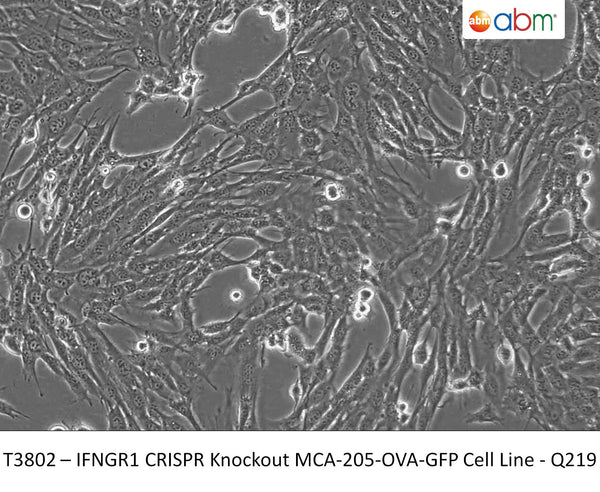 IFNGR1 CRISPR Knockout MCA-205-OVA-GFP Cell Line - Q219 | Applied Biological Materials (abm)