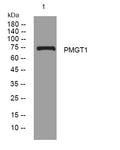 Western blot analysis of lysates from 293T cells, primary antibody was diluted at 1:1000, 4°C overnight STJ194780