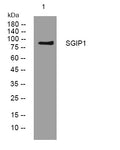 Western blot analysis of lysates from 293T cells, primary antibody was diluted at 1:1000, 4°C overnight STJ195008