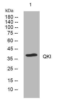 Western blot analysis of lysates from 293T cells, primary antibody was diluted at 1:1000, 4° overnight STJ195718