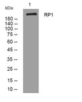 Western blot analysis of lysates from 293T cells, primary antibody was diluted at 1:1000, 4°C overnight STJ196010