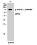Western blot analysis of 3T3 cells using Phospho-Intestinal Cell Kinase (Y159) Polyclonal Antibody STJ90581