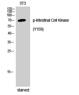 Western blot analysis of 3T3 cells using Phospho-Intestinal Cell Kinase (Y159) Polyclonal Antibody STJ90581