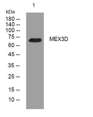 Western blot analysis of lysates from 3T3 cells, primary antibody was diluted at 1:1000, 4°C overnight STJ195197