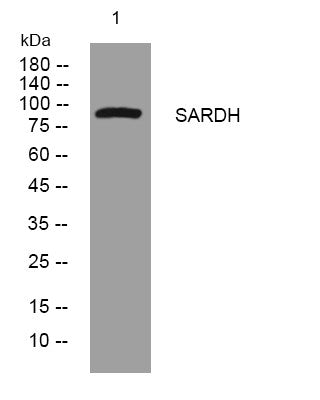Western blot analysis of lysates from 3T3 cells, primary antibody was diluted at 1:1000, 4°C overnight STJ195906