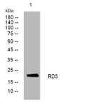 Western blot analysis of lysates from AD293 cells, primary antibody was diluted at 1:1000, 4°C overnight STJ196042