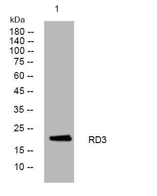 Western blot analysis of lysates from AD293 cells, primary antibody was diluted at 1:1000, 4°C overnight STJ196042