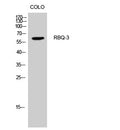 Western blot analysis of CoLo cells using RBQ-3 polyclonal antibody, cells nucleus extracted by Minute™ Cytoplasmic and STJ95394