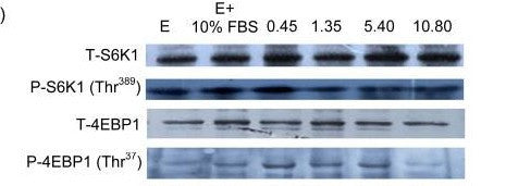 Western Blot (WB): Gao, Hai-na, et al. "Leucine and histidine independently regulate milk protein synthesis in bovine STJ90161