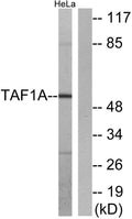 Western blot analysis of lysates from HeLa cells, using TAF1A Antibody. The lane on the right is blocked with the STJ95890