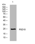 Western blot analysis of lysates from HepG2 cells, primary antibody was diluted at 1:1000, 4° overnight STJ195416
