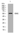 Western blot analysis of lysates from HuvEc cells, primary antibody was diluted at 1:1000, 4° overnight STJ195727