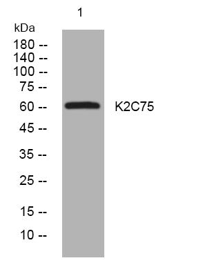 Western blot analysis of lysates from HuvEc cells, primary antibody was diluted at 1:1000, 4° overnight STJ196072