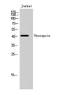 Western Blot analysis of Jurkat cells using Neuropsin Polyclonal Antibody STJ94441