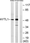 Western blot analysis of lysates from K562 and HT-29 cells, using LPCAT2 Antibody. The lane on the right was blocked STJ93950