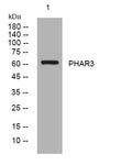 Western blot analysis of lysates from MCF-7 cells, primary antibody was diluted at 1:1000, 4° overnight STJ196052