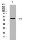 Western blot analysis of lysates from PC-12 cells, primary antibody was diluted at 1:1000, 4° overnight STJ194975