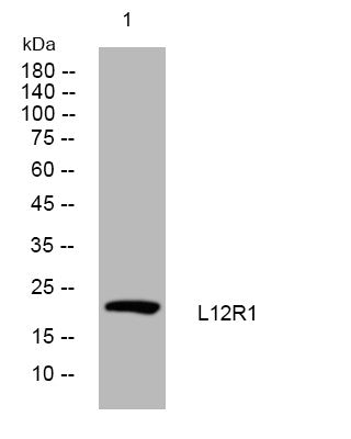 Western blot analysis of lysates from PC-12 cells, primary antibody was diluted at 1:1000, 4°C overnight STJ195172