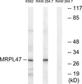 Western blot analysis of lysates from RAW264.7 and K562 cells, using MRPL47 Antibody. The lane on the right was blocked STJ94231