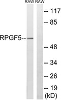 Western blot analysis of lysates from RAW264.7 cells, using RAPGEF5 Antibody. The lane on the right was blocked with STJ95416