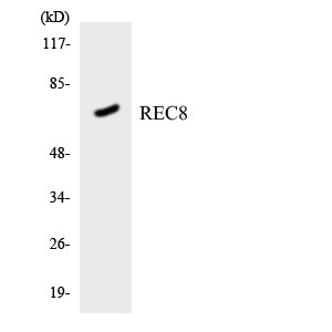 Western blot analysis of the lysates from HT-29 cells using REC8 antibody. STJ95400