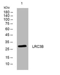 Western blot analysis of lysates from THP-1 cells, primary antibody was diluted at 1:1000, 4°C overnight STJ194951