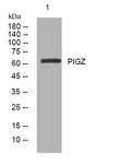 Western blot analysis of lysates from THP-1 cells, primary antibody was diluted at 1:1000, 4°C overnight STJ194956