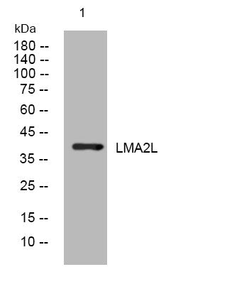 Western blot analysis of lysates from THP-1 cells, primary antibody was diluted at 1:1000, 4°C overnight STJ195473