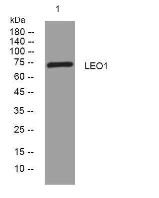 Western blot analysis of lysates from U2OS cells, primary antibody was diluted at 1:1000, 4° overnight STJ196067