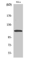Western blot analysis of various cells using CARD10 polyclonal antibody STJ91999