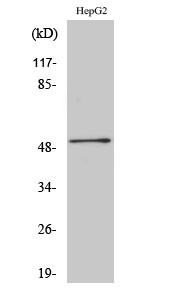 Western blot analysis of various cells using HNF-4α/γ Polyclonal Antibody STJ93555