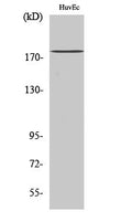Western blot analysis of various cells using IQGAP3 Polyclonal Antibody diluted at 1:1000 STJ93753