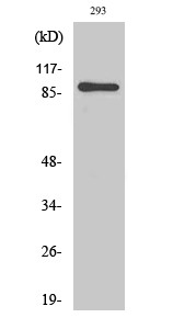 Western blot analysis of various cells using MSK1 Polyclonal Antibody diluted at 1:1000 STJ94267