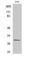 Western blot analysis of various cells using Ribosomal Protein S8 polyclonal antibody diluted at 1:2000 STJ95506
