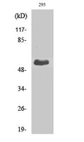 Western Blot analysis of various cells using T3JAM Polyclonal Antibody STJ95882