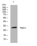 Western blot analysis of lysates from VEC cells, primary antibody was diluted at 1:1000, 4° overnight STJ195678