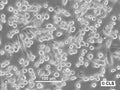 WEHI-164 cell